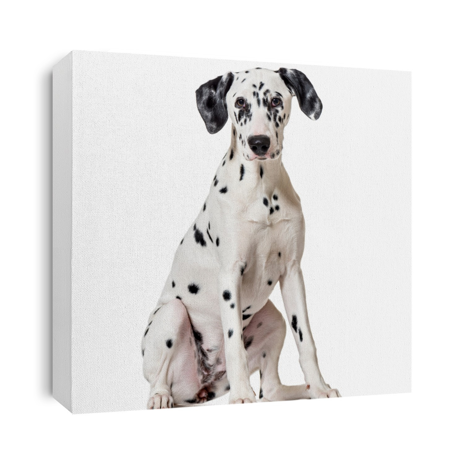 Dalmatian dog, sitting, looking at the camera, isolated on white