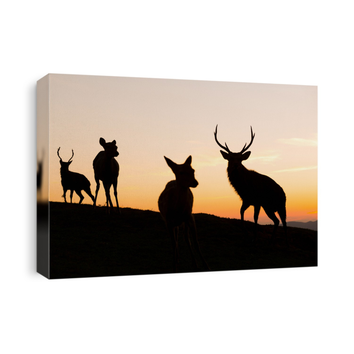 Silhouette of deer
