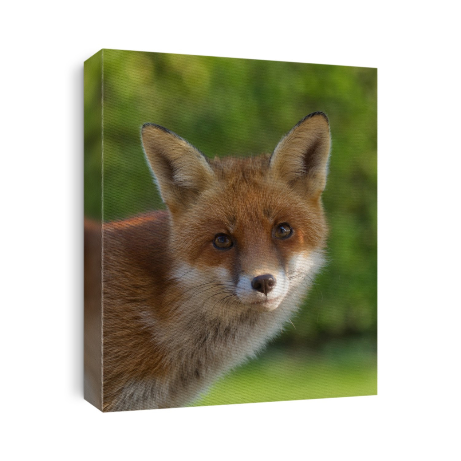 Portrait of an urban red fox