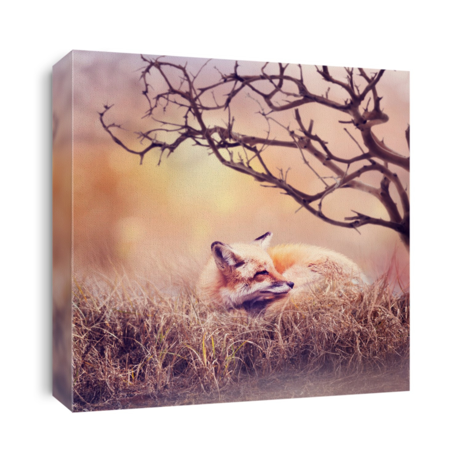 Red fox resting in the grass at sunset