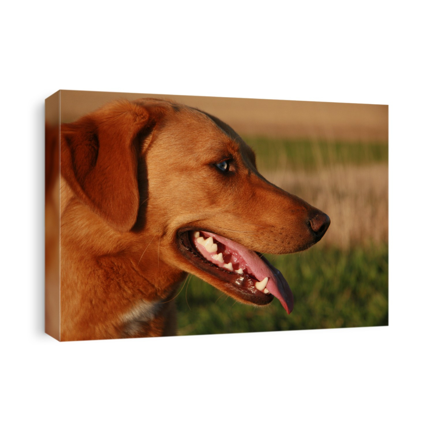Head shot portrait of a blue eyed yellow dog panting on a hot day