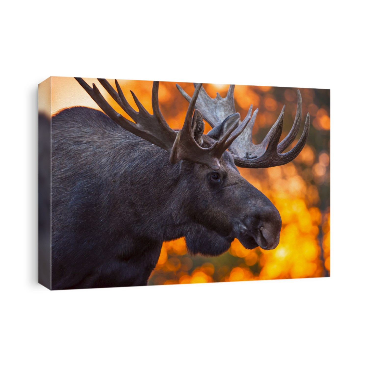 Close Up Of A Bull Moose In Rut In Late Evening, Kincaid Park, Anchorage, Alaska, Autumn