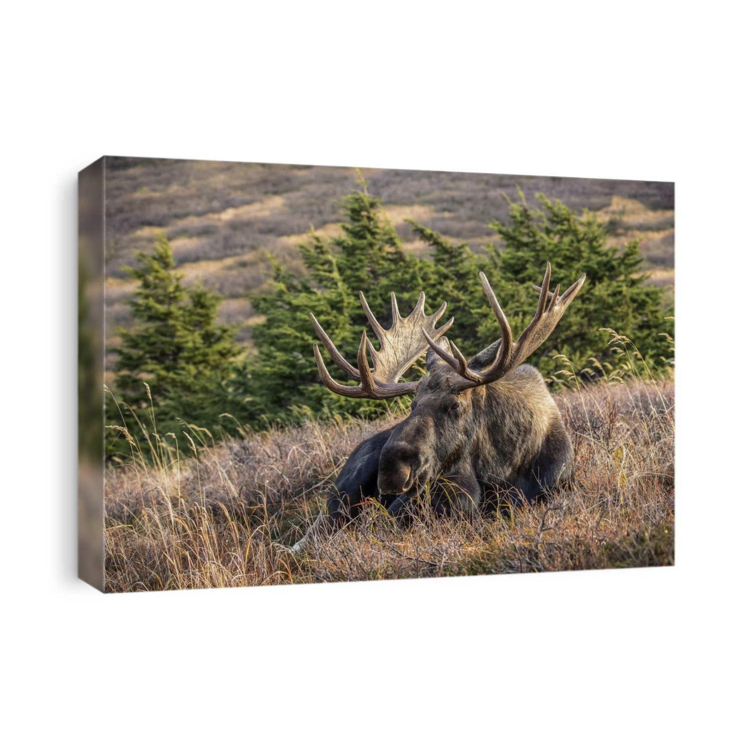A mature bull moose (Alces alces) with matured antlers rests on a hillside in autumn in the Powerline Pass area of Anchorage, South-central Alaska; Alaska, United States of America
