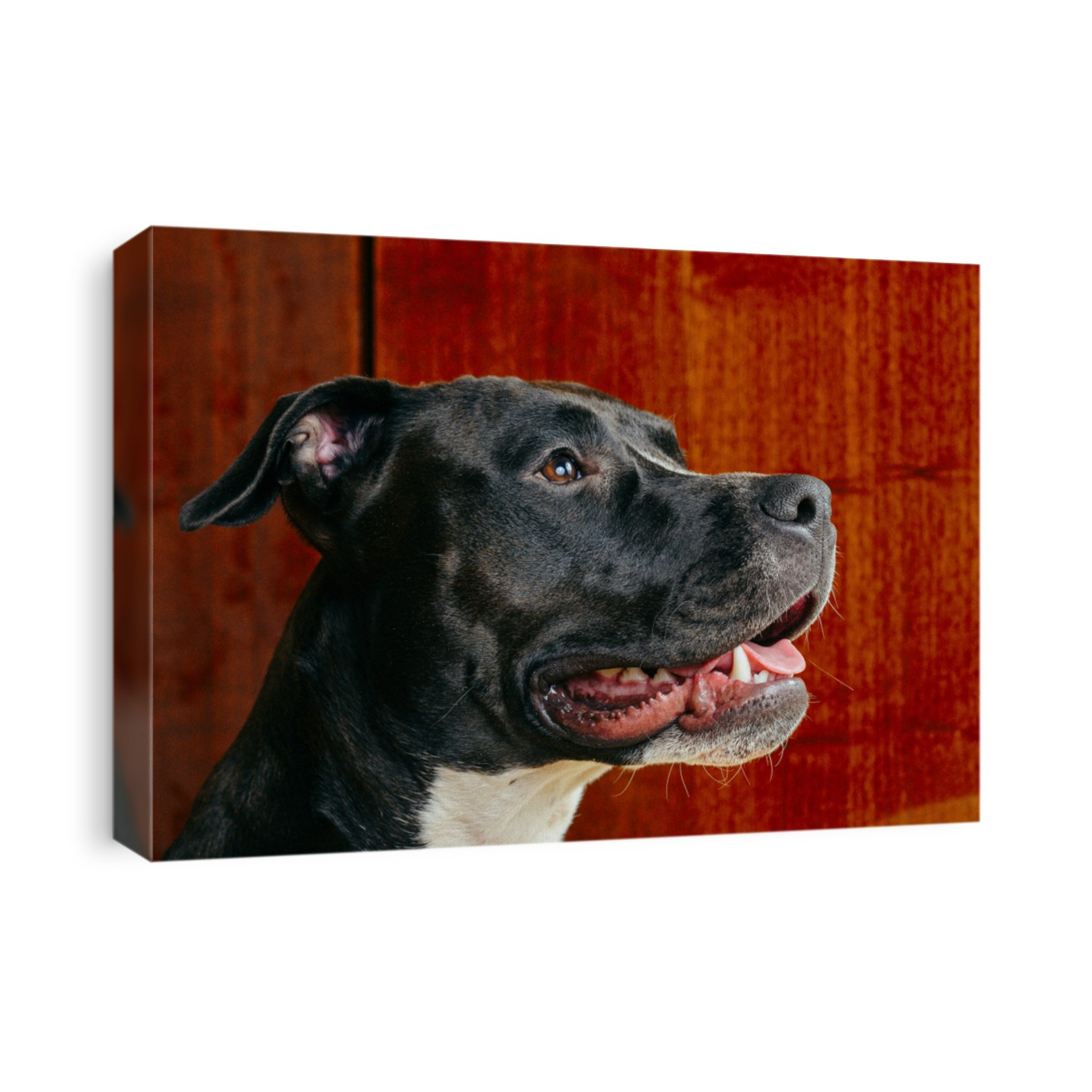 Cute smily young black and white american staffordshire terrier. red wooden background