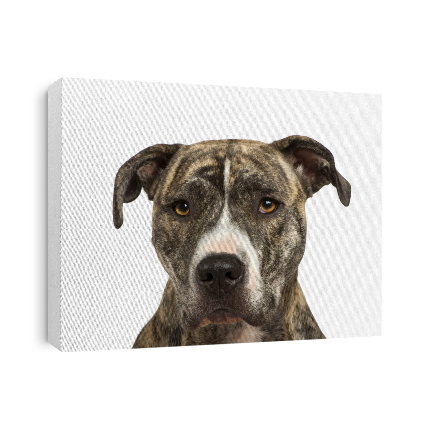 American Staffordshire terrier (18 months) in front of a white background