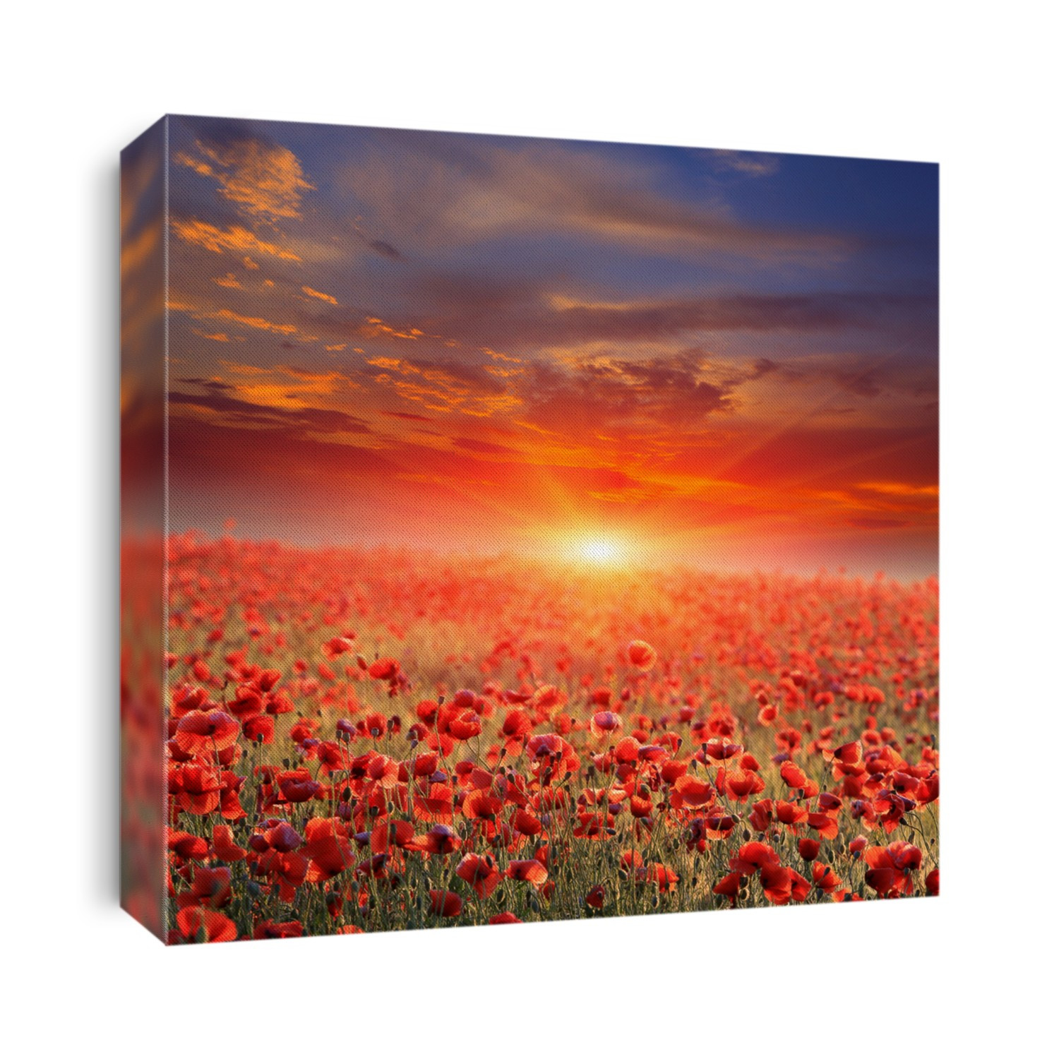 Nice sunset over poppy field