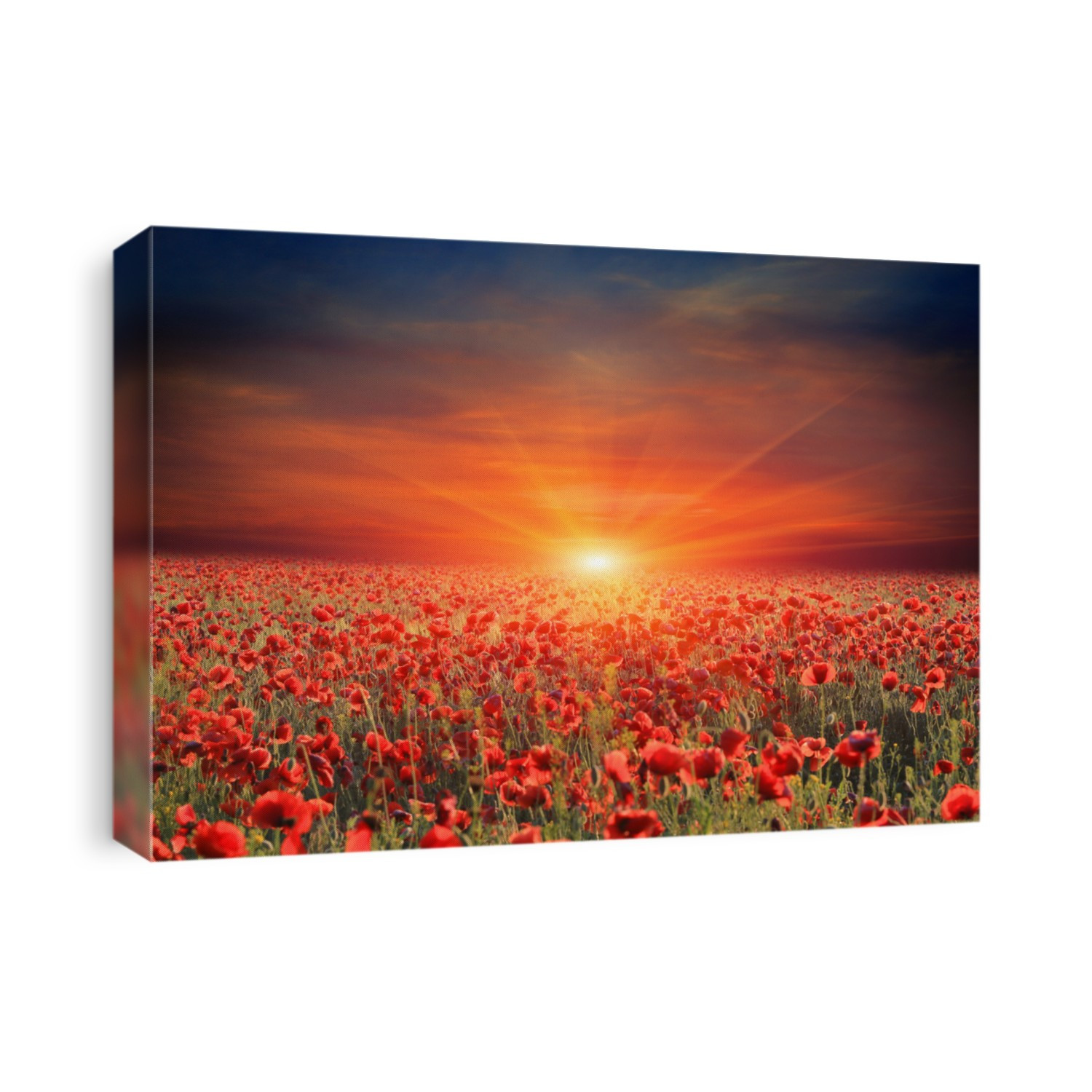 sunset scene over poppy flower meadow