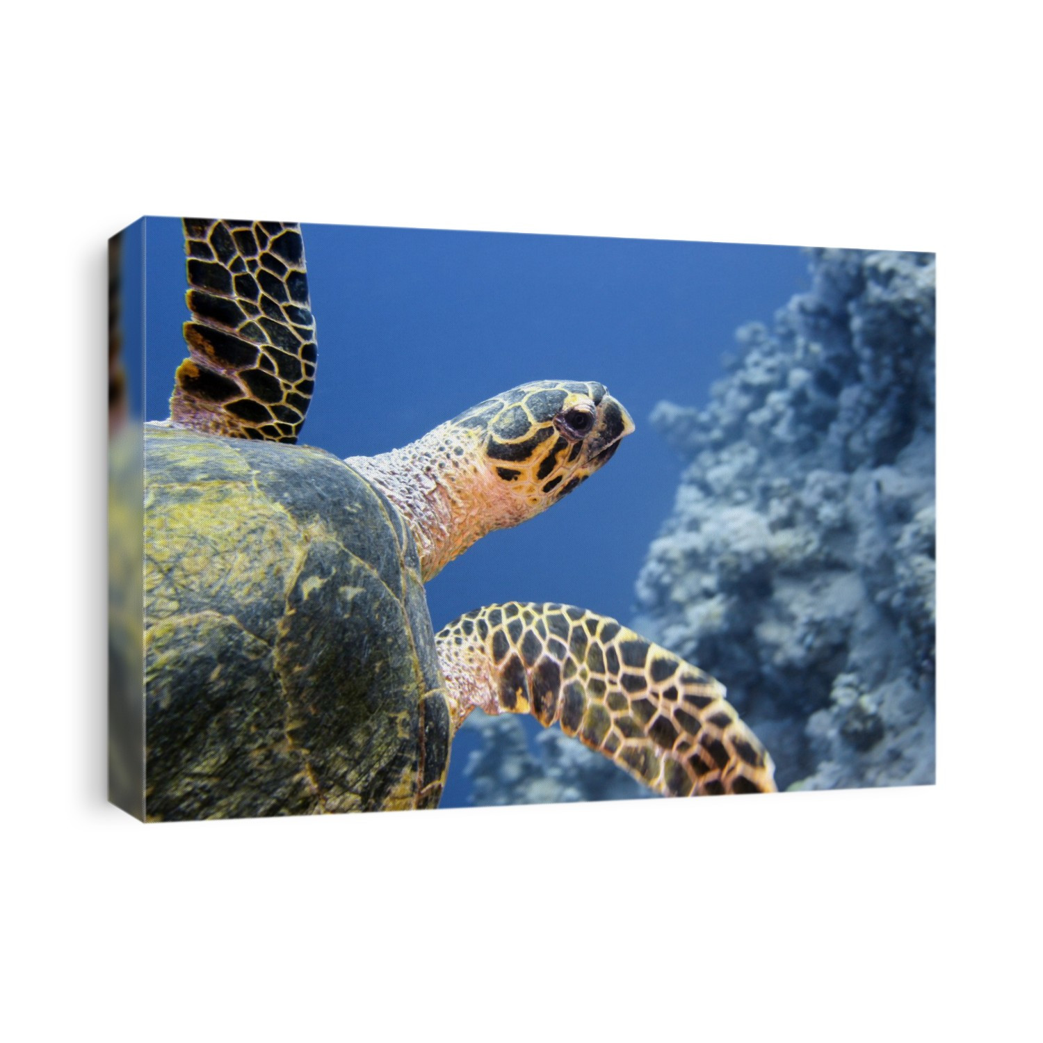 Hawksbill turtle (Eretmochelys imbricata). This sea turtle is critically under threat of extinction and is a protected species. Photographed in the Red Sea.