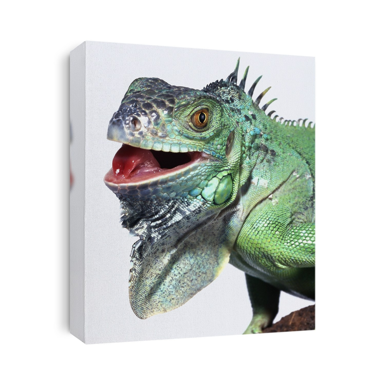 Green iguana (Iguana iguana). Green Iguanas are found over a large geographic area, from Mexico to southern Brazil and Paraguay, as well as on the Caribbean Islands.
