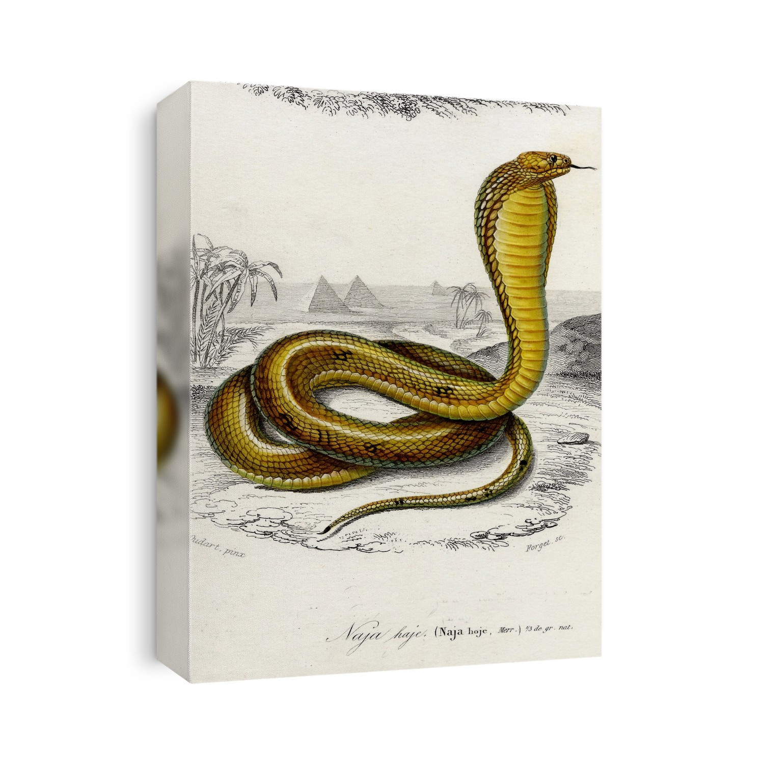 Cobra (Naja hoje), 1869 illustration.