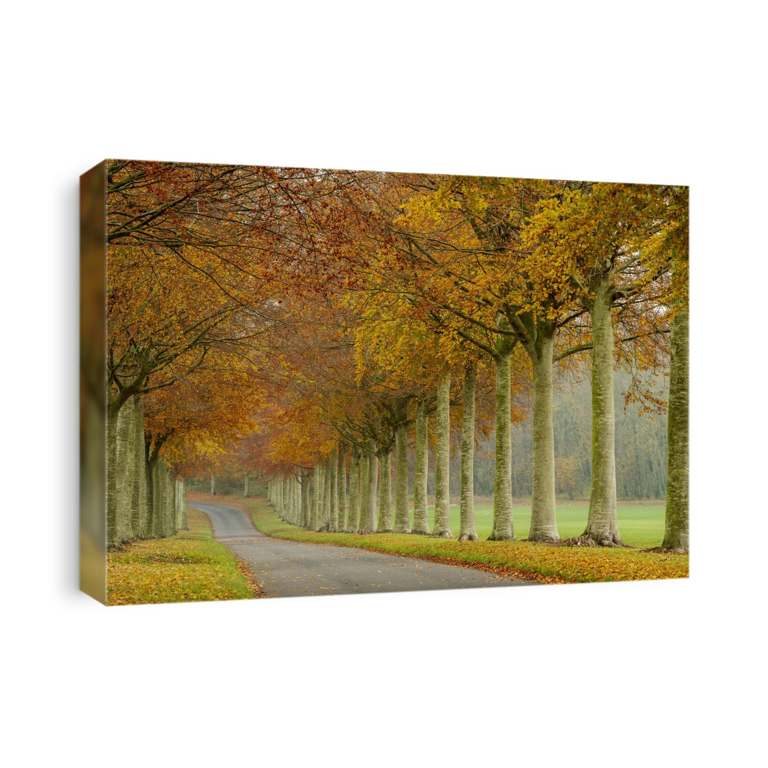 An avenue of beech trees in autumn colour at Moor Crichel in Dorset.