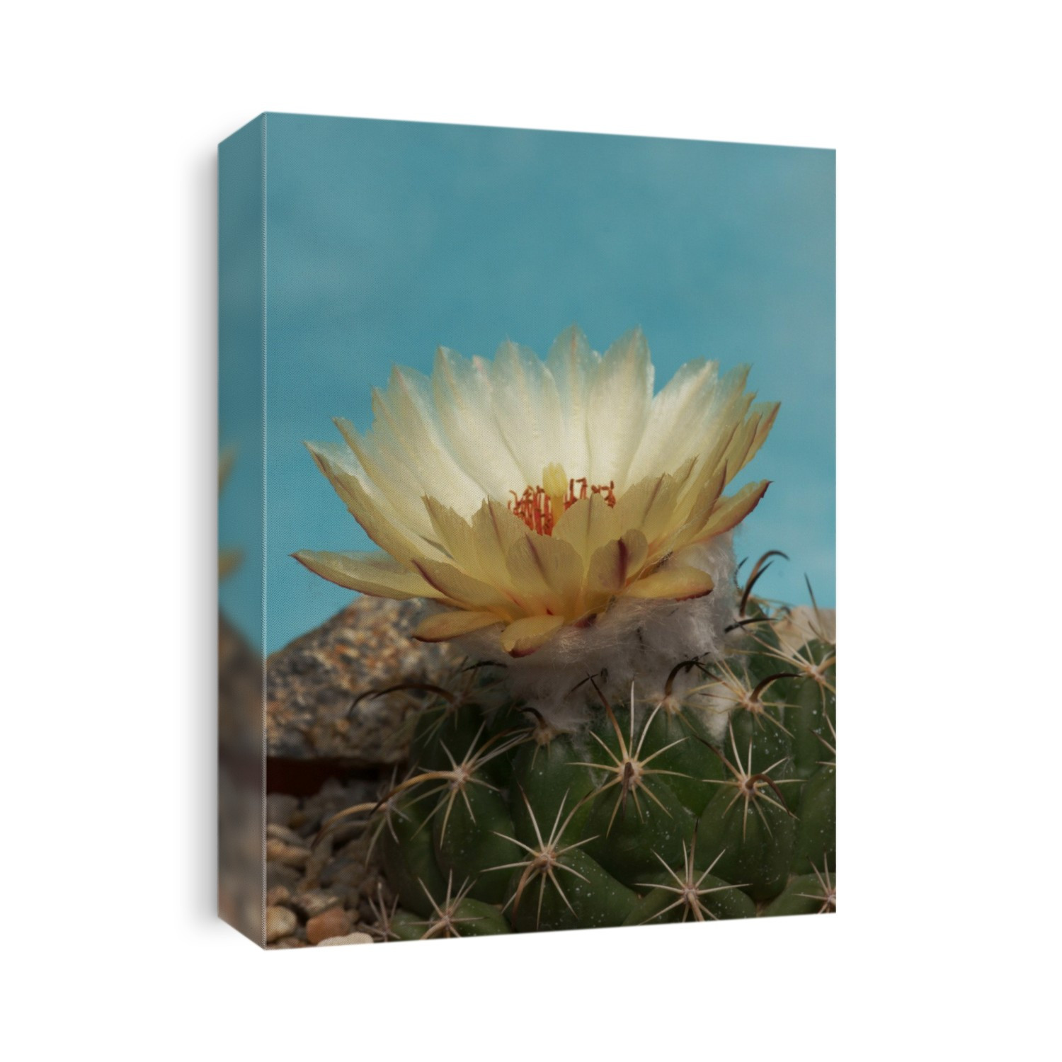 Coryphantha caupensis in flower.