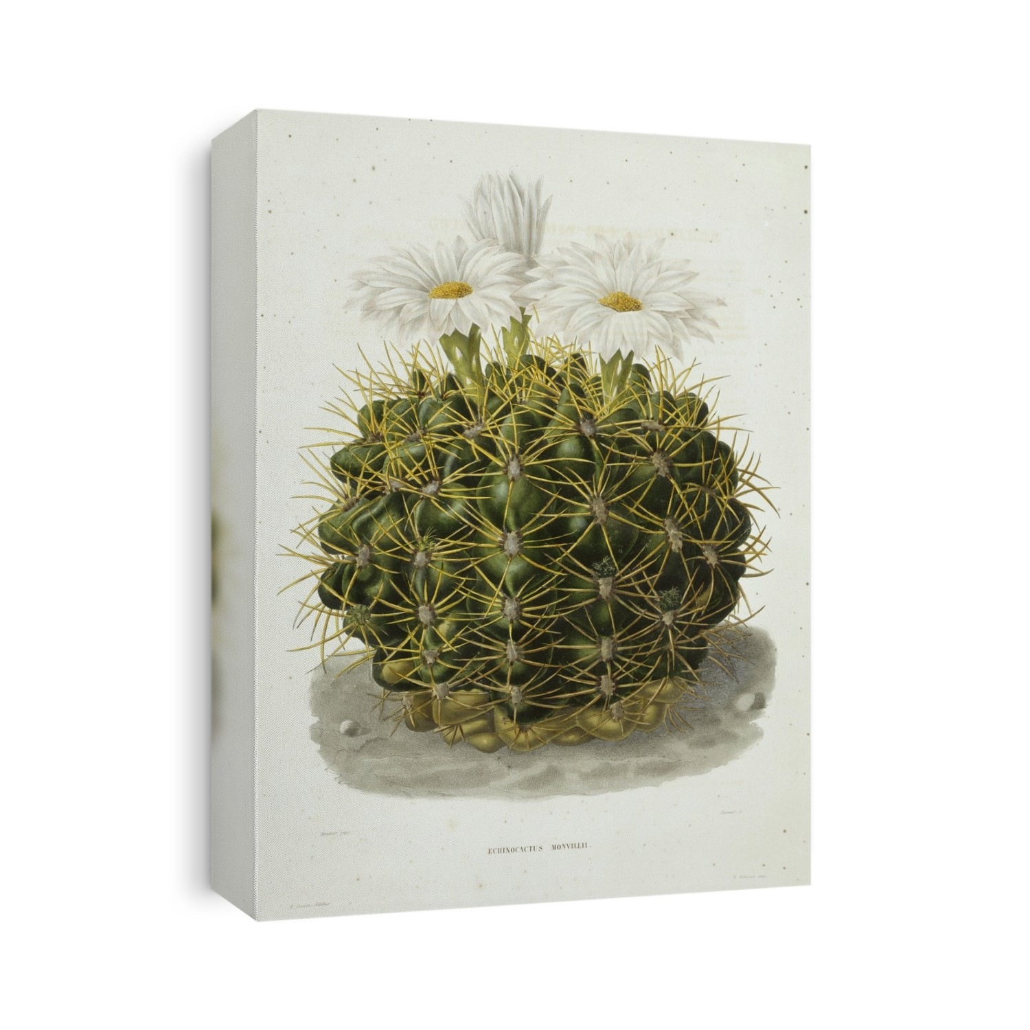 Cactus (Echinocactus monvillii) in flower. Illustration from 'Iconographie Descriptive des Cactees '(1841-1847) by Charles Antoine Lemaire.