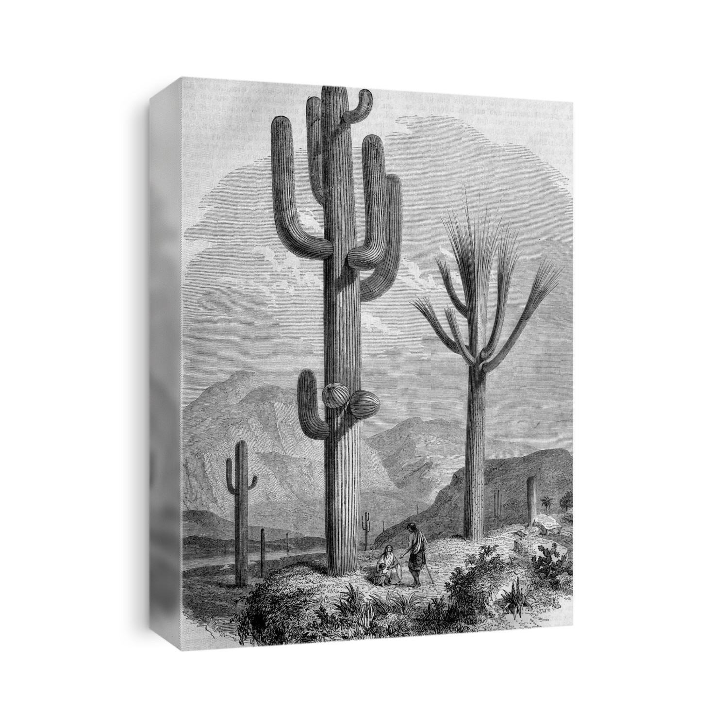 Saguaro cactus (Cereus giganteus) in Arizona, USA, historical artwork. Native to the Sonoran Desert in Arizona, the saguaro cactus can grow to over 15 metres in height and live for 200 years.