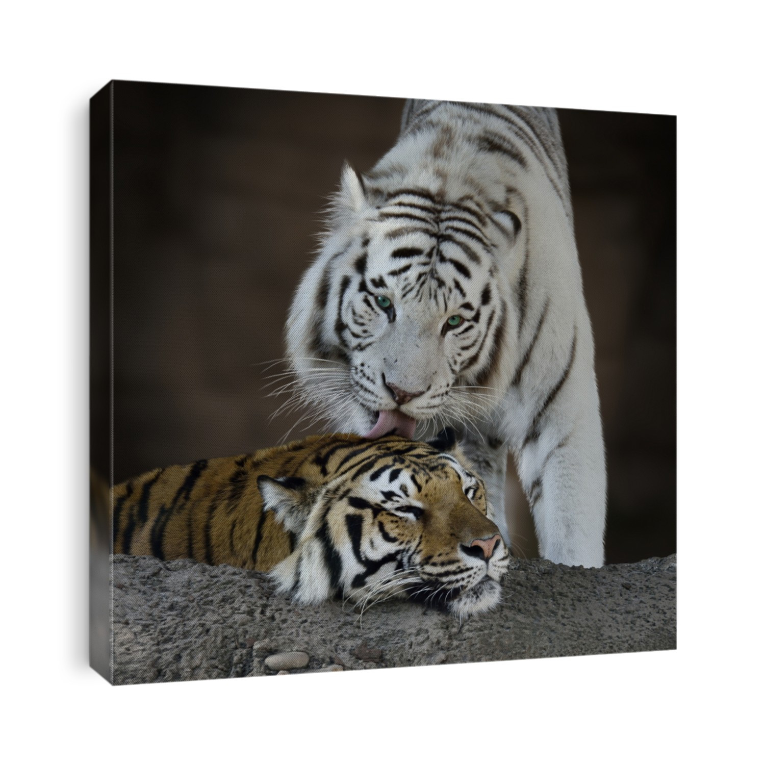 White And Brown Tigers Resting