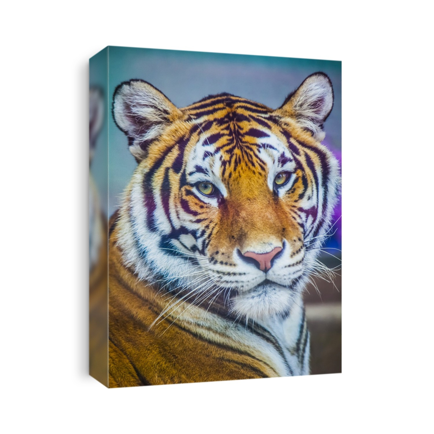 Portrait Of Bengal Tiger (Panthera Tigris Tigris) Endangered Species, Captive; Chippewa Falls, Wisconsin, United States Of America