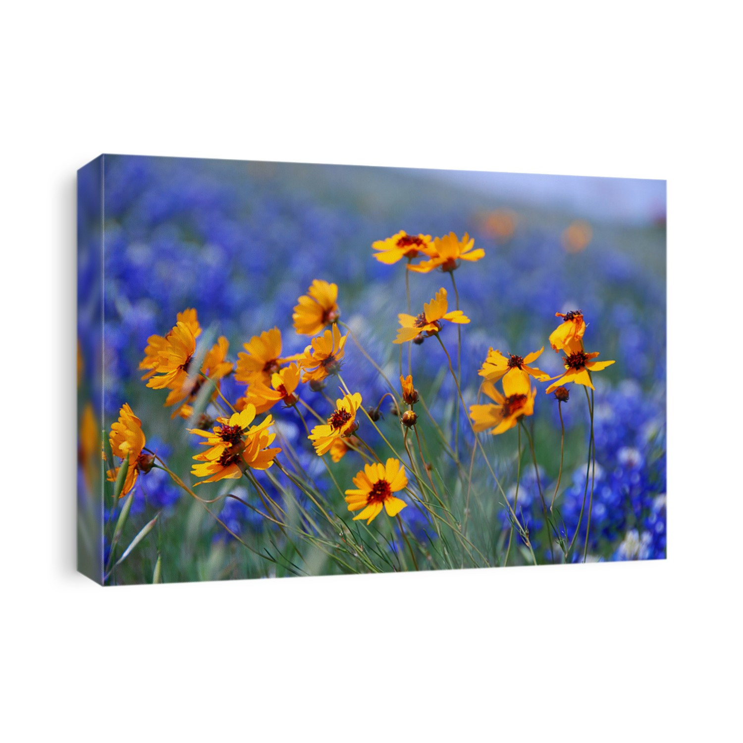 Wildflowers - Yellow Coreopsis Daisies with blurred bluebonnets in background, along a Texas roadside
