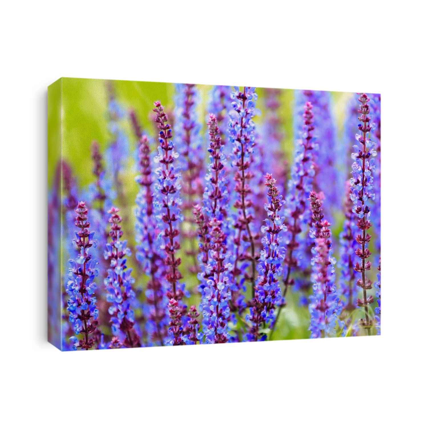 bluebonnets that makes a great background