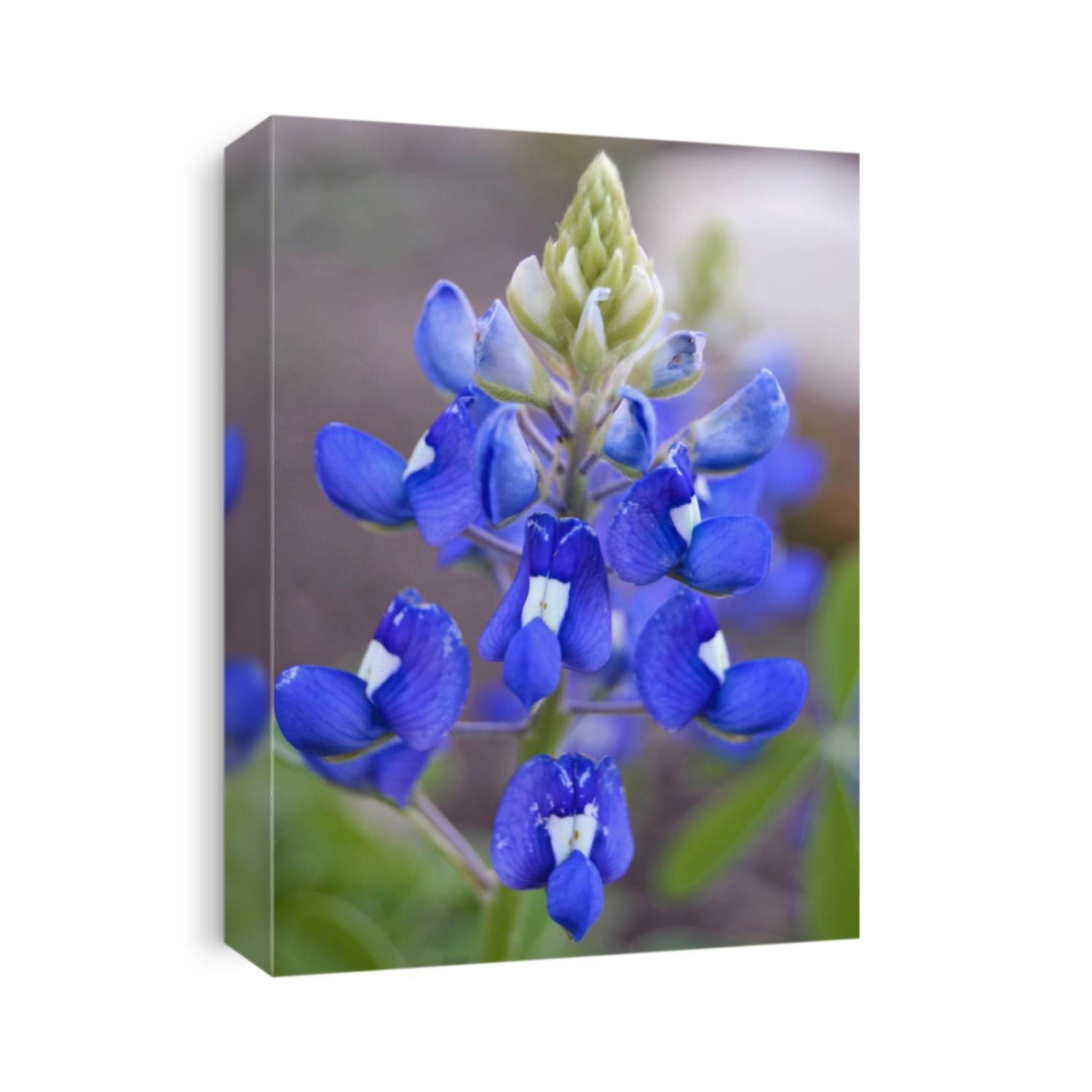 Bluebonnet patch in central Texas
