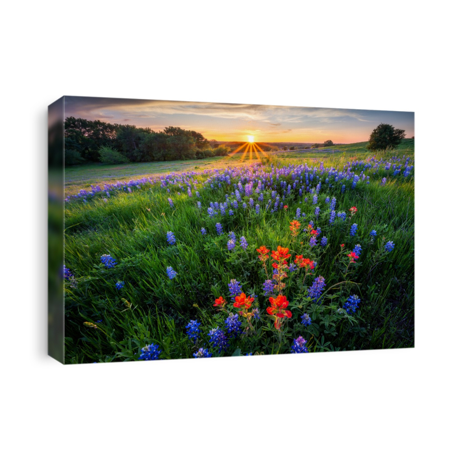 Ennis Texas Bluebonnets at sunset