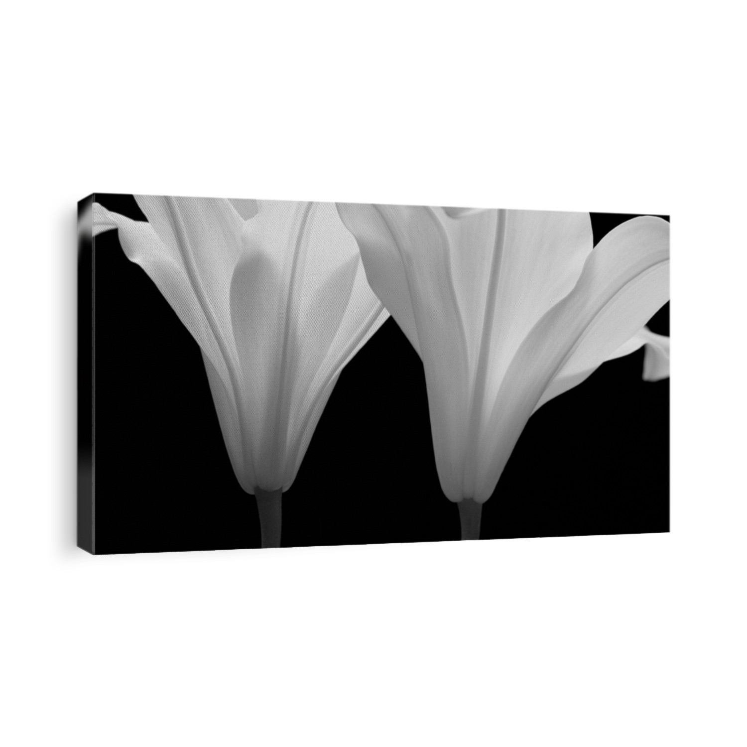From the series 'White Flowers'