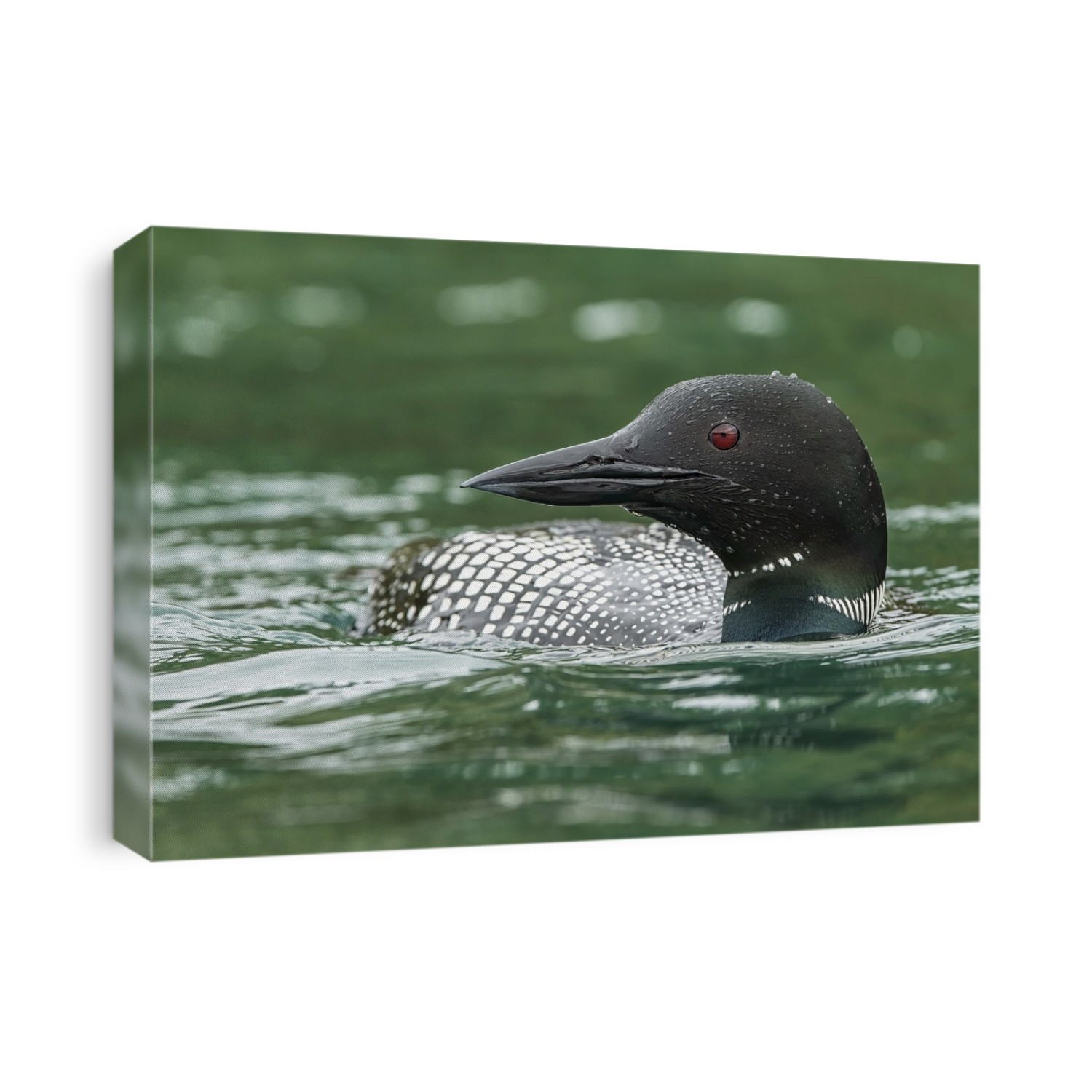 Common Loon (Gavia immer) in breeding plumage in a lake; Whitehorse, Yukon, Canada