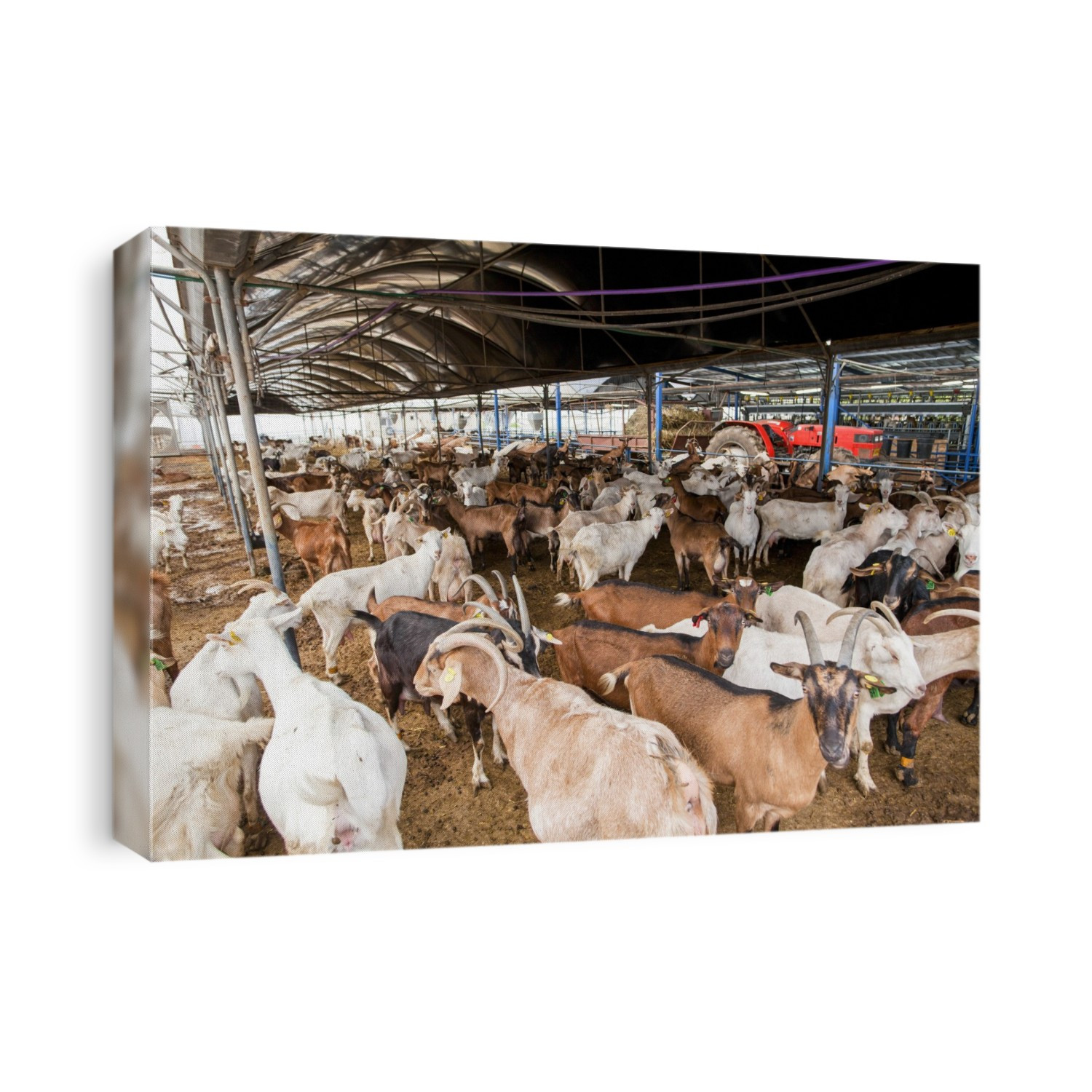A herd of goats in a dairy farm pen. Photographed in Israel