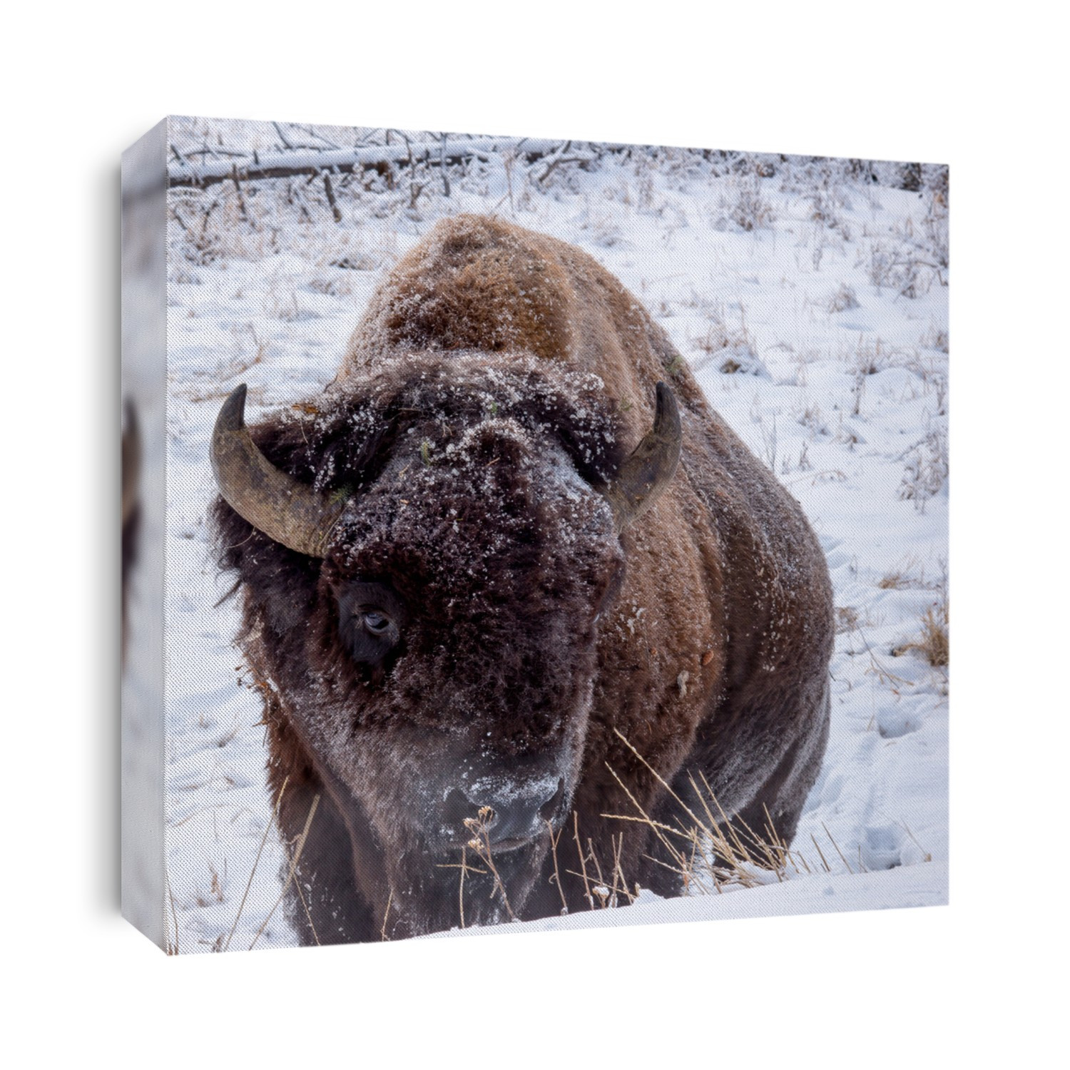 Large male bison foraging for food alone in frigid temperatures in Yellowstone National Park, looking right