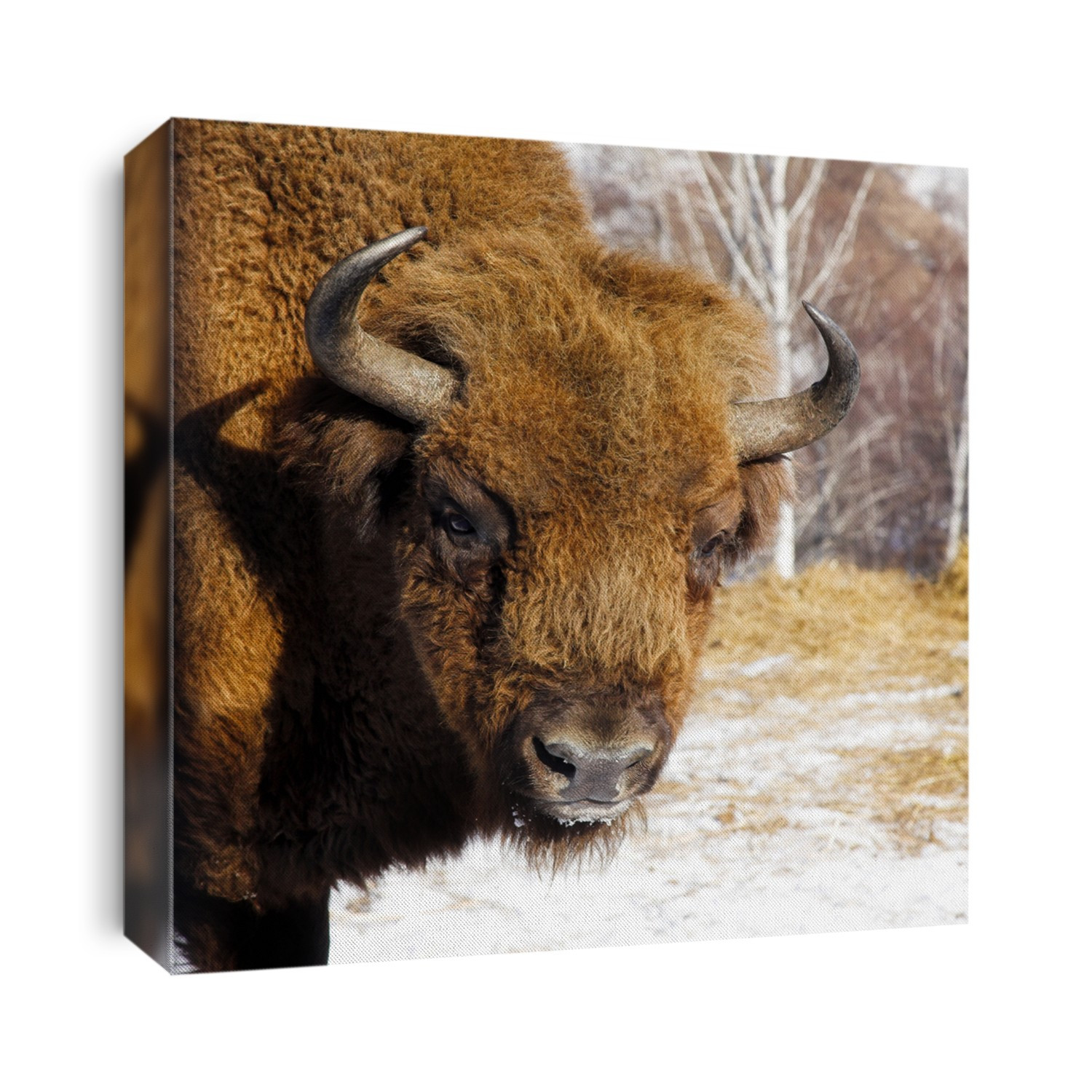 close-up portrait of wild bison in winter
