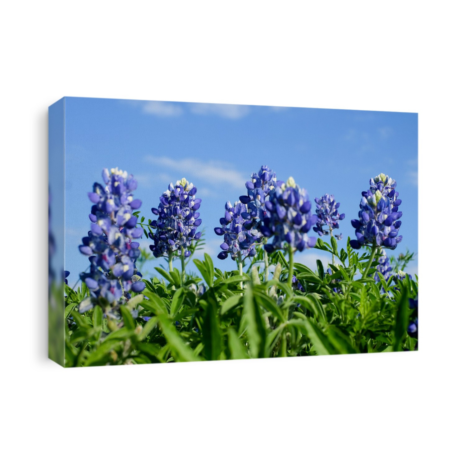Wildflowers of Texas, the Bluebonnet.