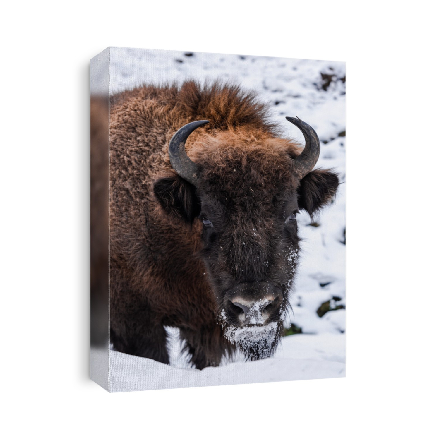 European bison (Bison bonasus) Close Up Portrait at Winter Season.