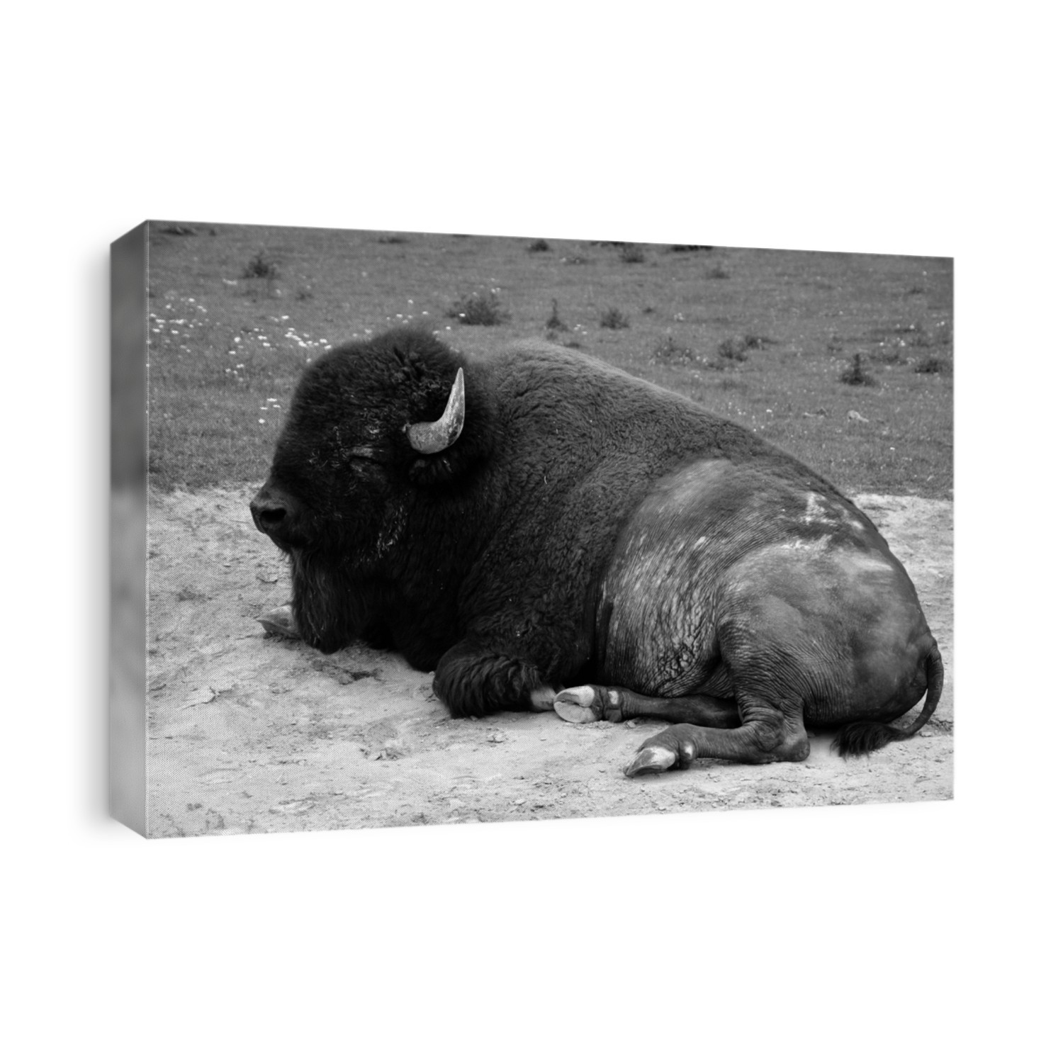 American bison or simply bison, also  known as the American buffalo or simply buffalo, is a North American species of bison that once roamed the grasslands of North America in vast herds