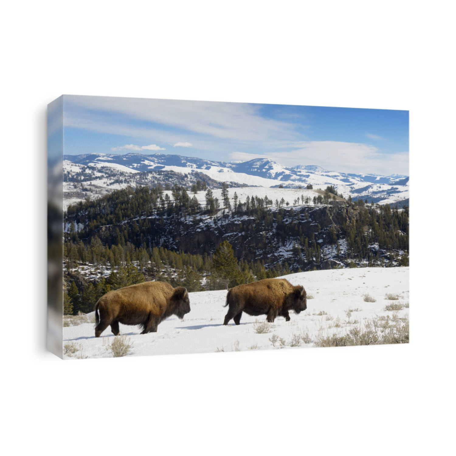 American Bison (Bison bison) walking in landscape, Yellowstone National Park, Wyoming-Montana, USA
