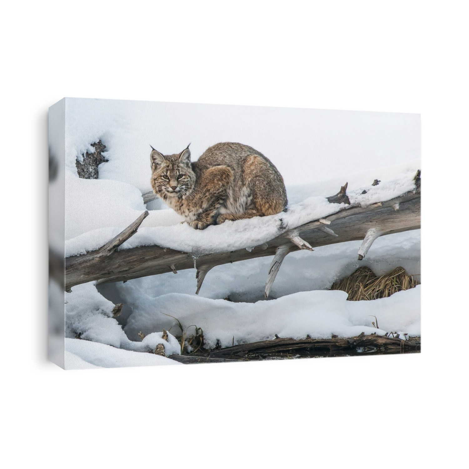 Bobcat (Lynx rufus) resting in the snow on a fallen Lodgepole Pine tree (Pinus contorta), Yellowstone National Park; United States of America