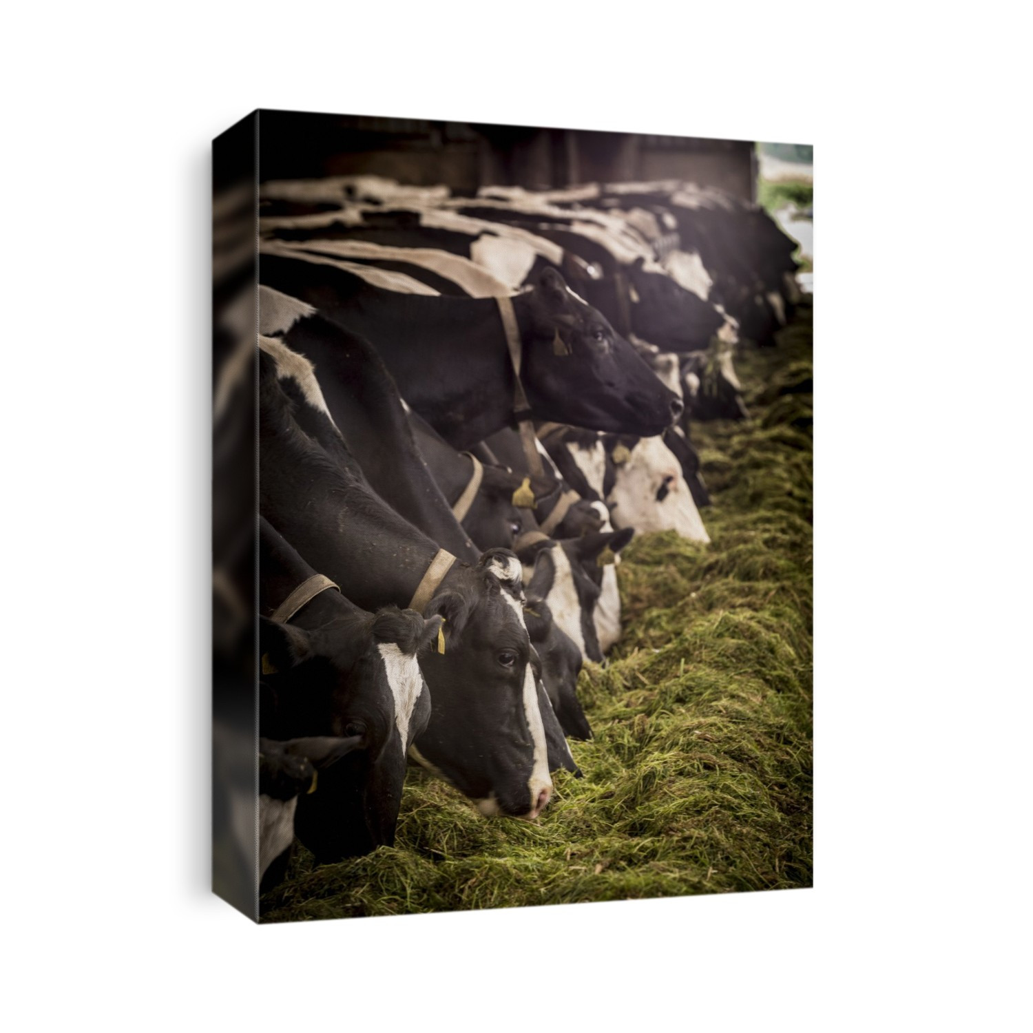 Dairy cows feeding from a trough.
