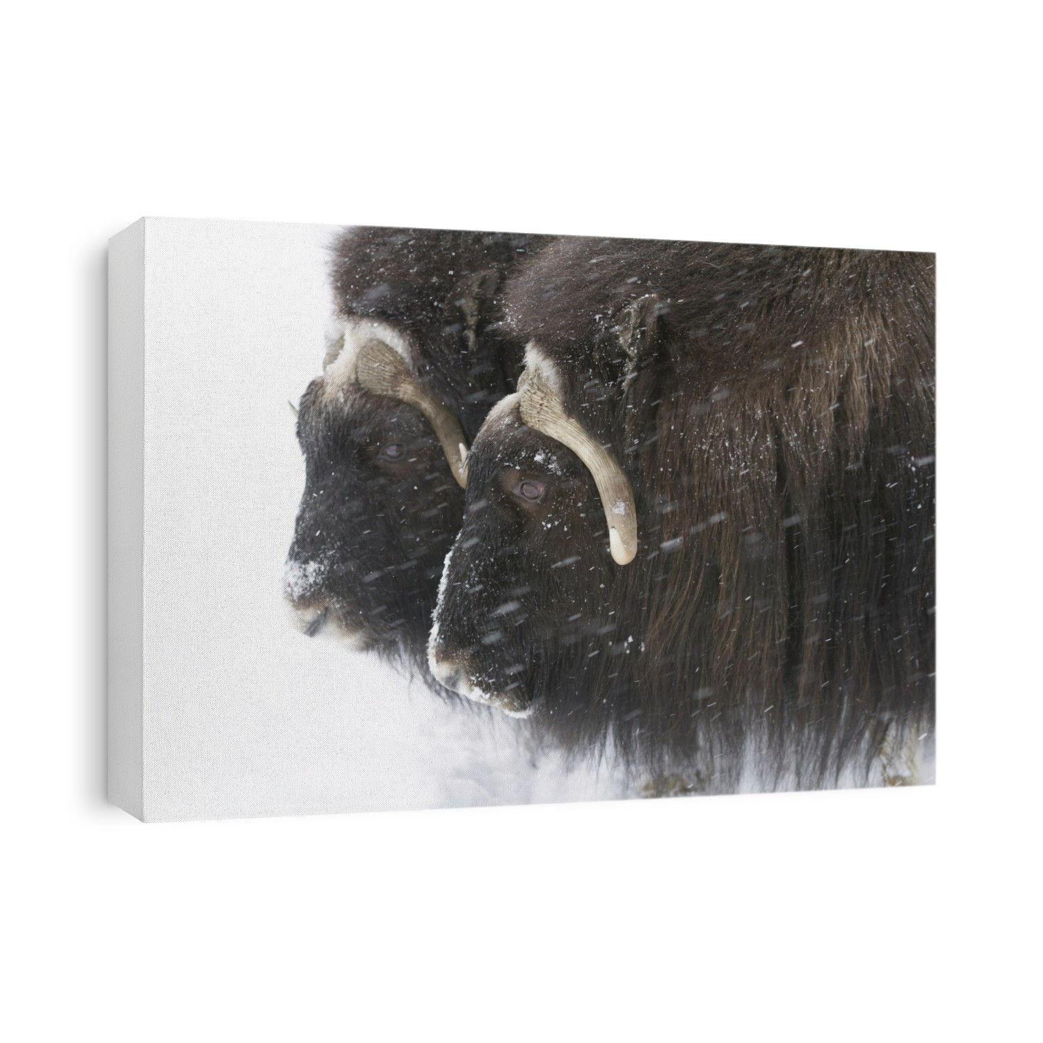A Pair Of Captive Muskox Cows Stand In A Little Snowstorm At The Alaska Wildlife Conservation Center In Portage, Alaska In Winter, Southcentral Alaska.