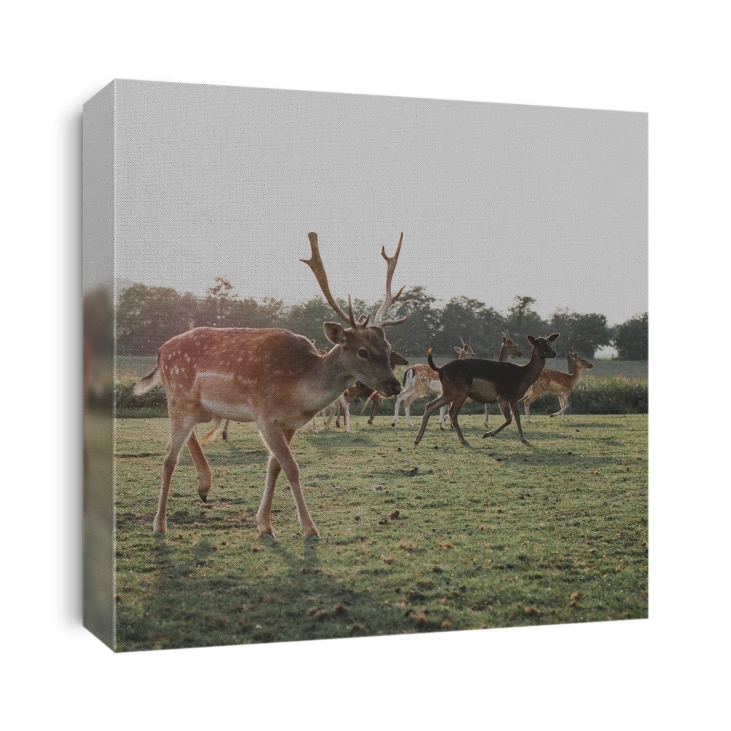 Deer herd at sunset