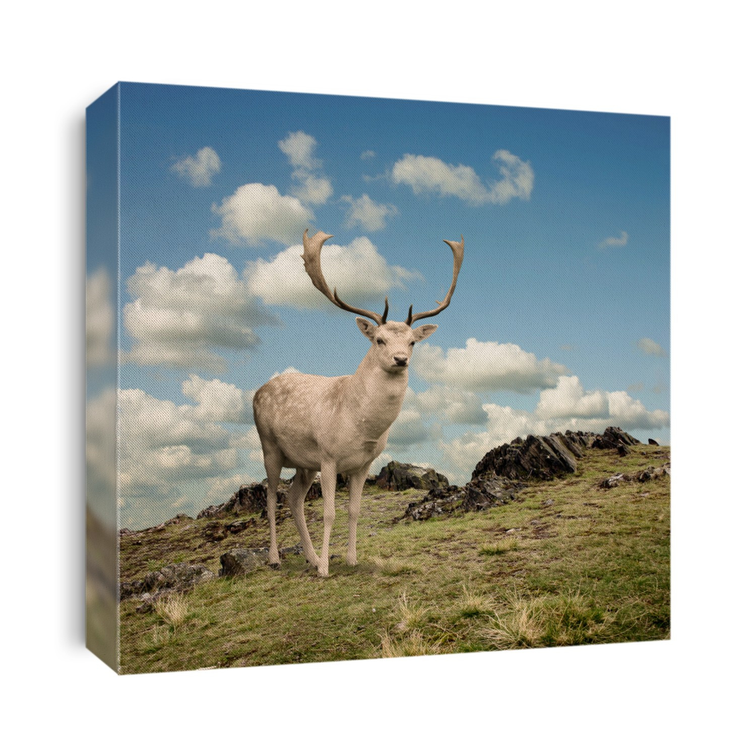 Male Stag Deer on a Mountain