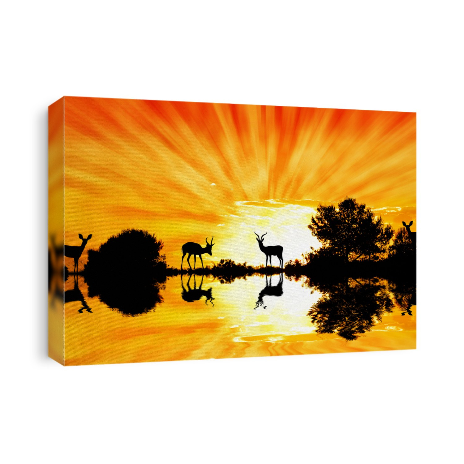 deer in the lake