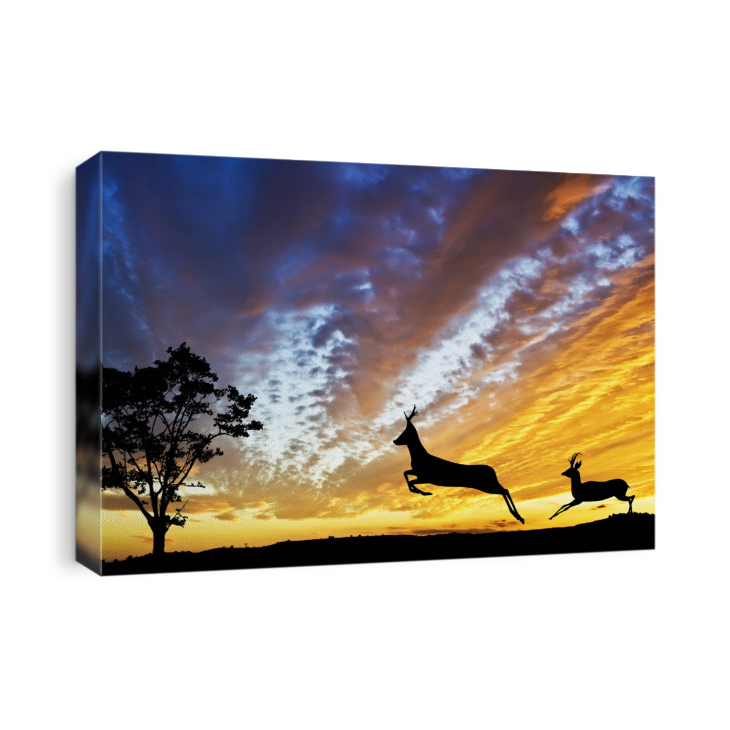deer in the mountain