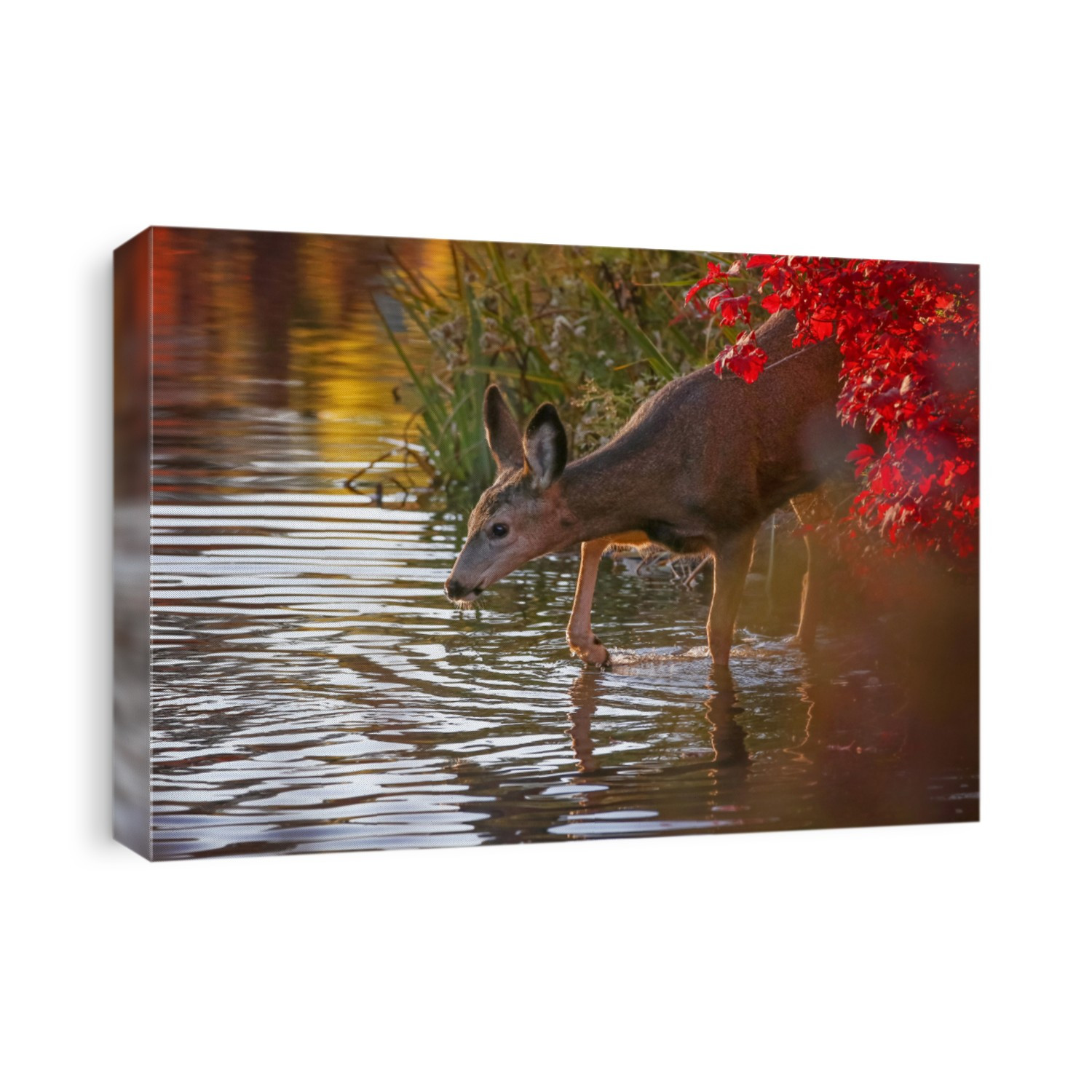Beautiful photo of deer in a natural environment