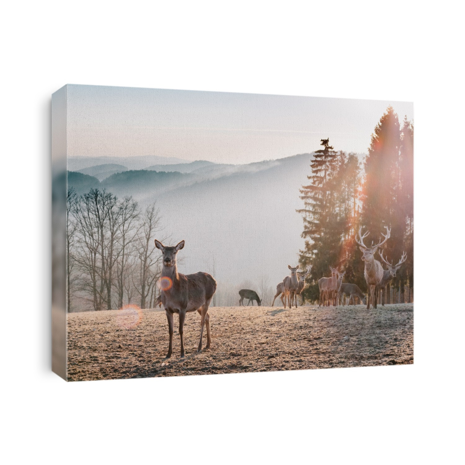 Red Deer in Morning Sun. Stunning image of red deer herd in foggy Autumn colorful forest landscape image.