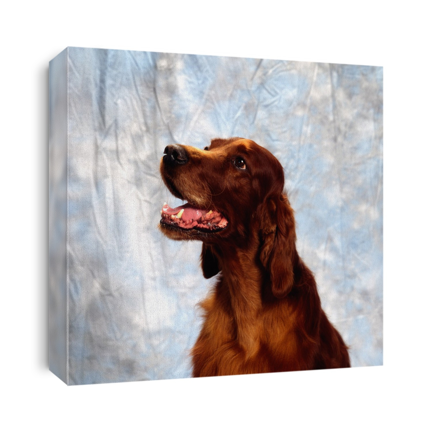 Irish Red Setter