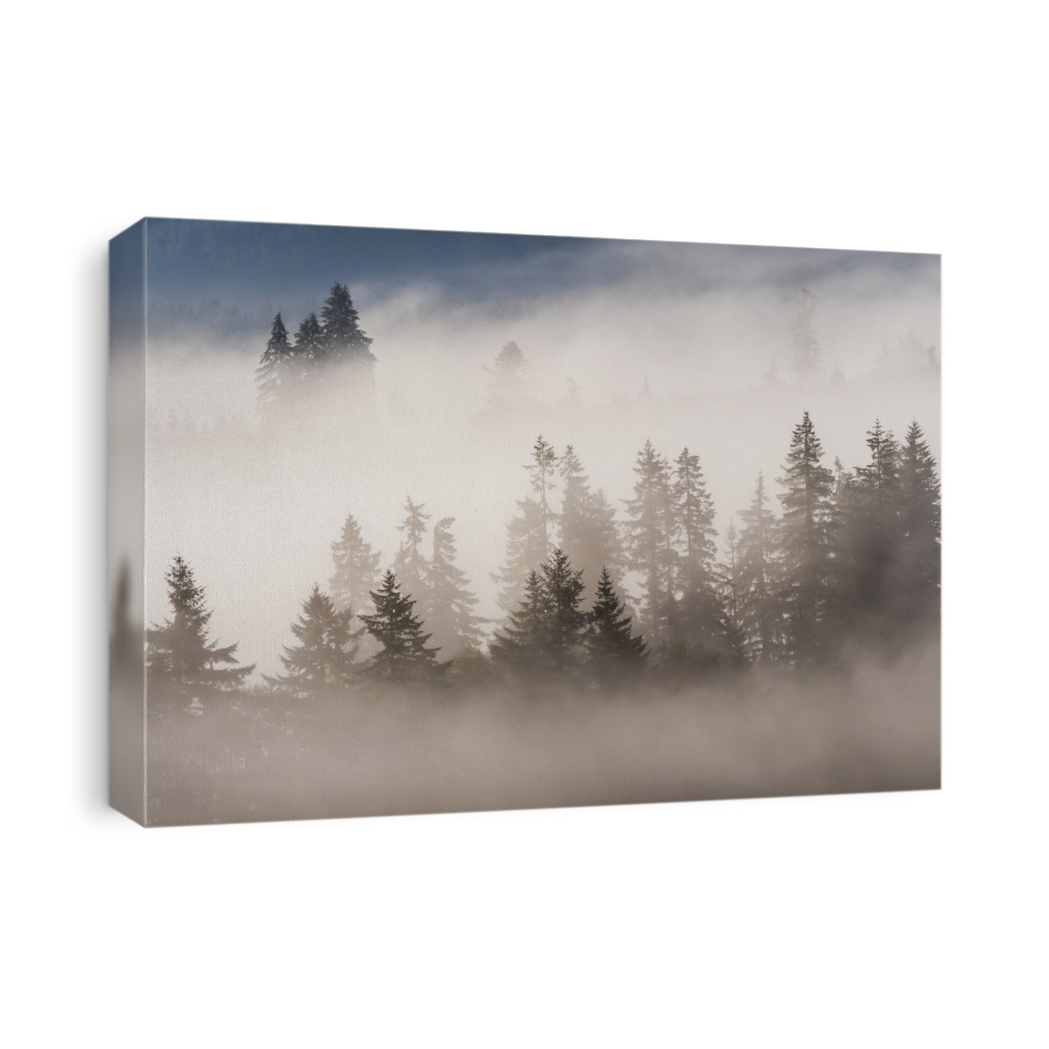 Fog permeates the forest at Jewell Meadows Wildlife Area; Jewell, Oregon, United States of America