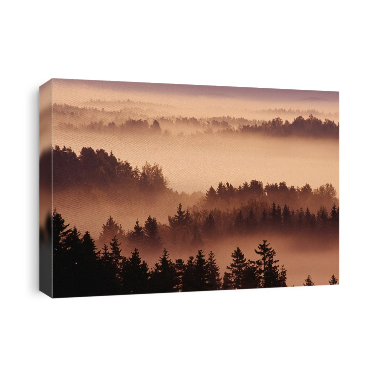 Trees in mist, at twilight. Mist forms when warm, moist air cools. Cool air carries less water vapour than warm air, so the vapour condenses forming water droplets (mist). Photographed in Finland.