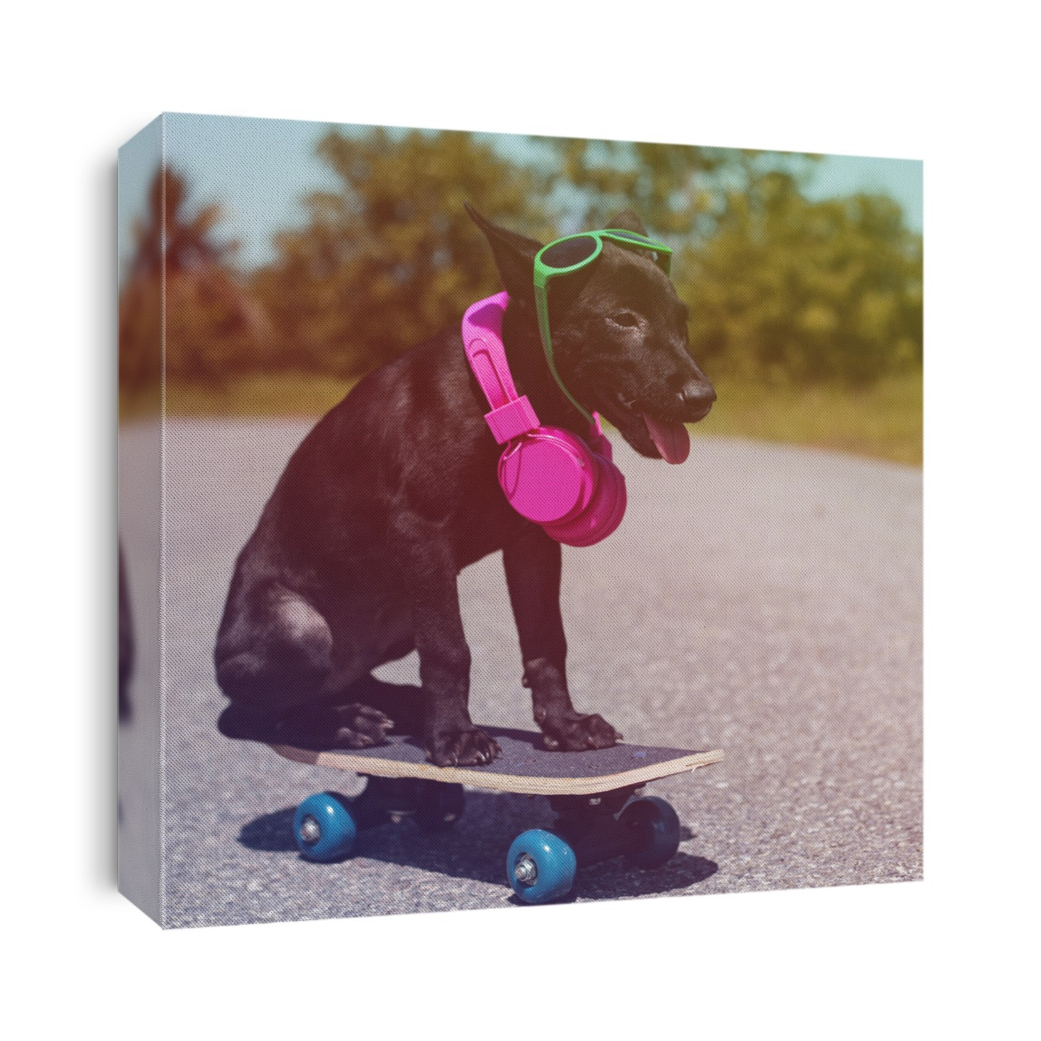 Hipster street dog on the skateboard