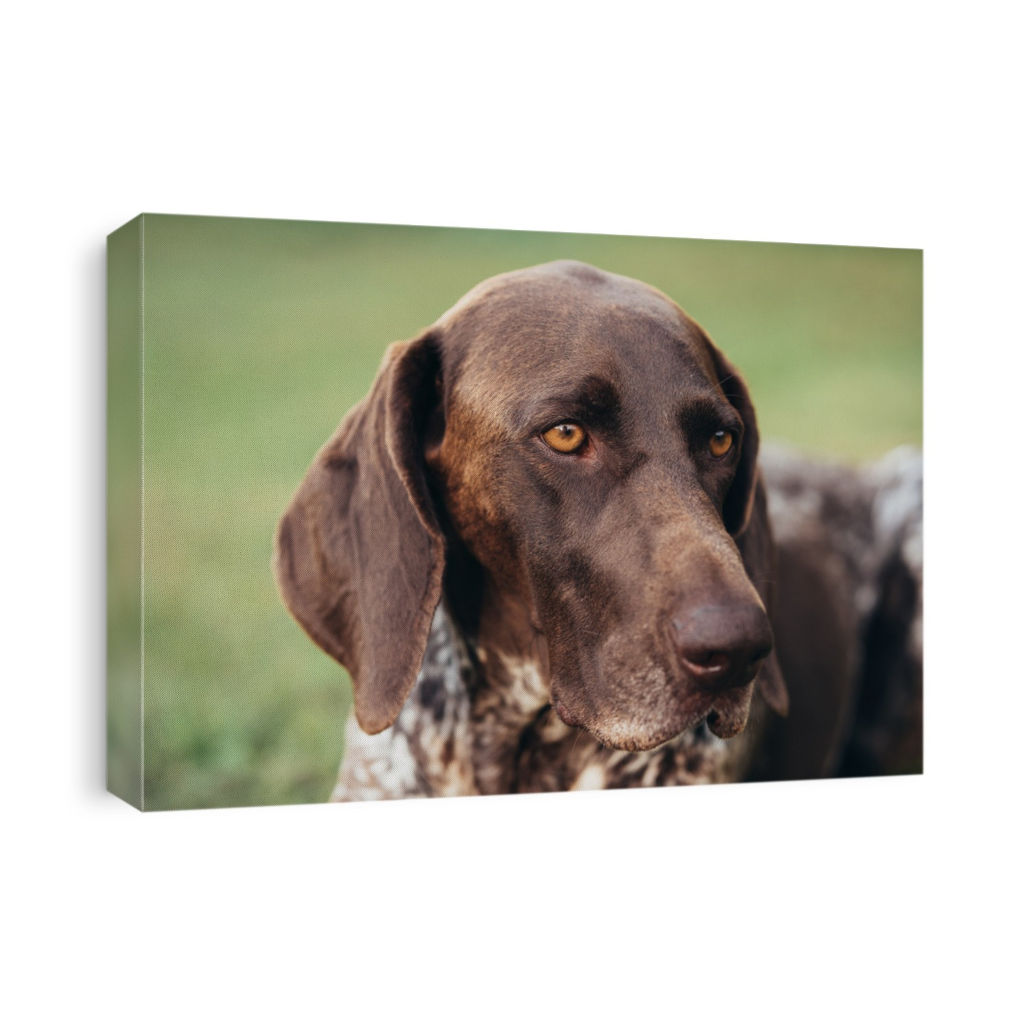 German pointer dog portrait with shallow depth of field