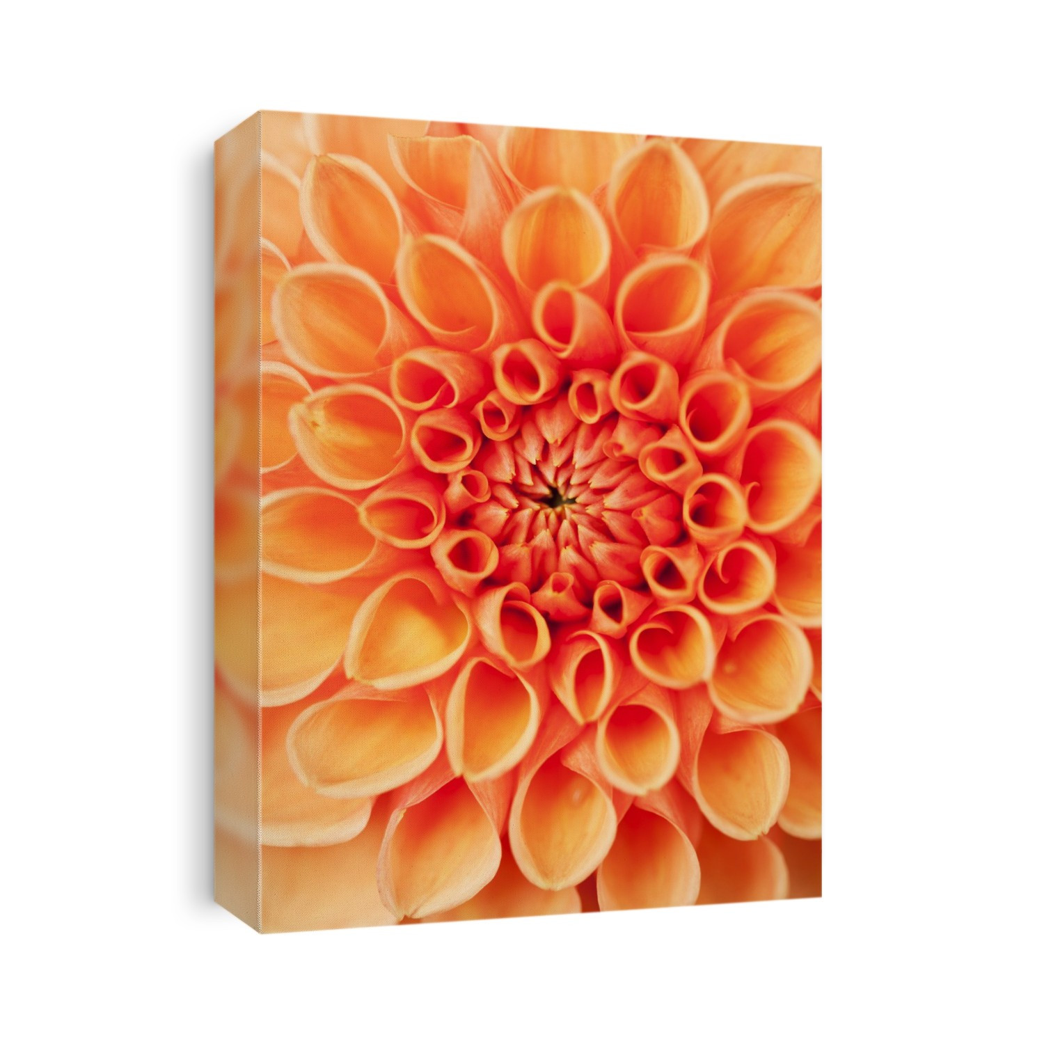 Dahlia 'Promise' flower, close-up.