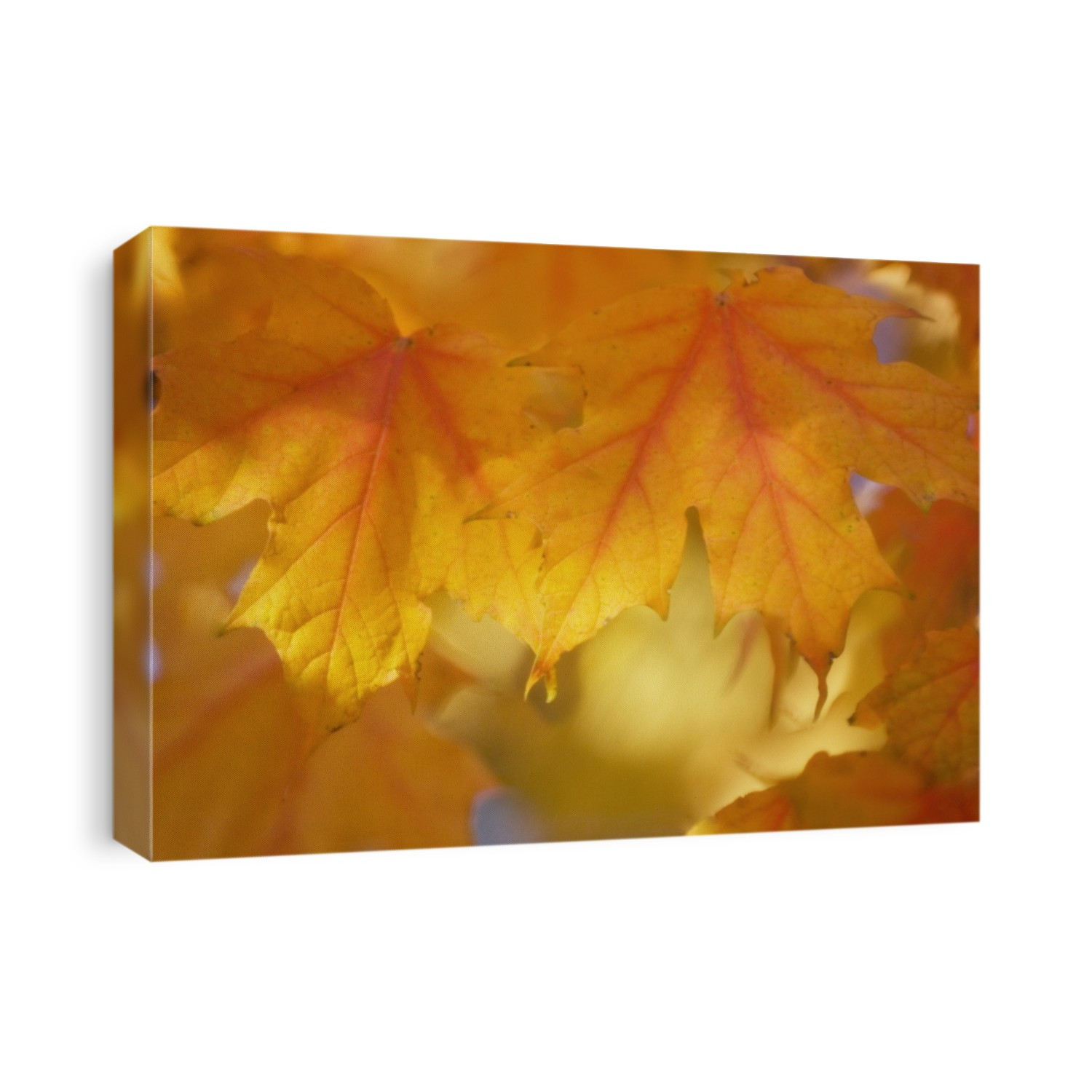 Maple leaves (Aver saccharum). Photographed in autumn colour in November.