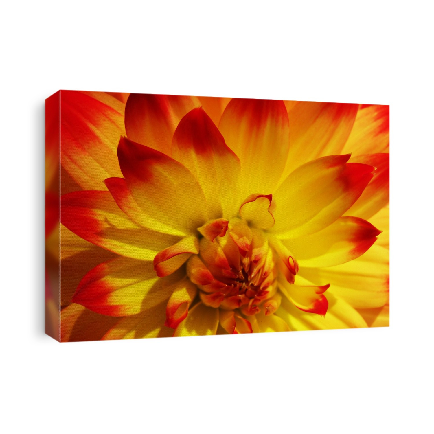 Dahlia 'Procyon' flower.